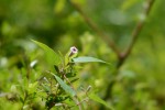 20160806ヘクソカズラ	屁糞蔓	Paederia scandens	8～9月